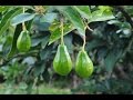 Arboles Frutales Aguacate