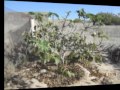 Arboles Frutales Mediterraneos
