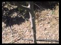 Poda De Arboles Frutales De 2 Años