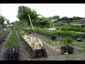 Arboles Frutales Hermosillo