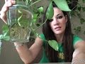 Plantas Ornamentales Que Se Reproducen Por Estacas