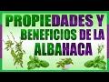 Plantas Curativas Albahaca