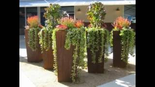 Plantas colgantes. hermosas y decorativas, Video 2 de 2