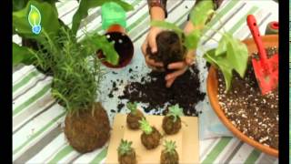 Kokedamas, aprende a hacerlas