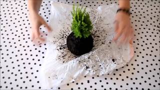 Cómo hacer una kokedama