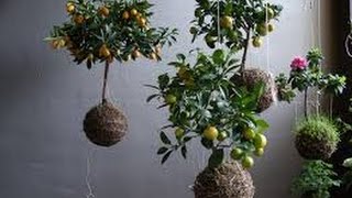 kokedama | Ideas para realizar Kokedama | Planteras Kokedama