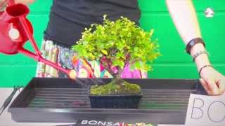 Mistral Bonsai – Cuidados básicos: El riego