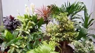 20 plantas de interior