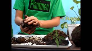 como hacer Kokedamas muy facil