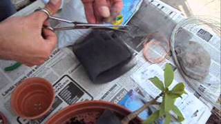 Como hacer un Bonsai? parte 1 (Muy facil!)