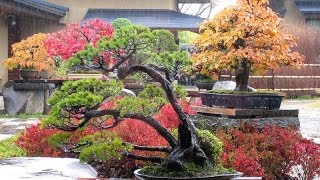 como crear y cuidar un bonsai parte 1