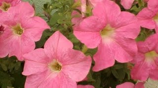 Metodos para que tu jardin tenga mas flores