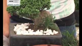 Cuidado del árbol Bonsai