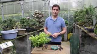 Cómo hacer un Bonsai