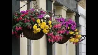 Plantas colgantes hermosas y decorativas Video 1 de 2