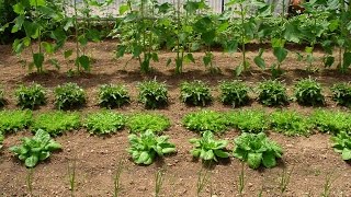Todo lo que Debe saber para Tener su propia Huerta en Casa – TvAgro por Juan Gonzalo Angel