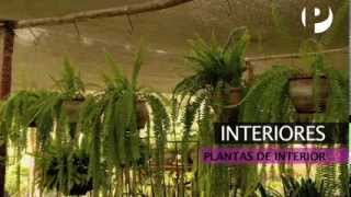 Interiores – Decoración con plantas