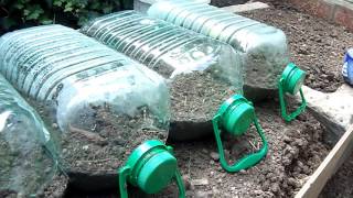 Huerta en casa y sugerencias.. mini invernadero para almazigos de vegetales