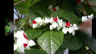 PLANTAS COLGANTES