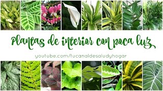 Plantas de interior con poca luz