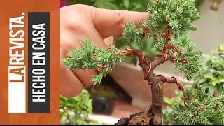 Consejos para cuidar y escoger un buen bonsai