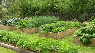 Como Implementar una Huerta Casera – La Huerta Organica de Carlina – TvAgro por Juan Gonzalo Angel