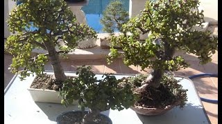 Hacer un bonsái en pocos meses (portulacaria)