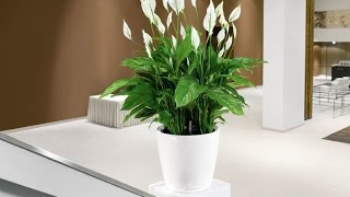 Plantas de Interior Bonitas y Fáciles de Cuidar