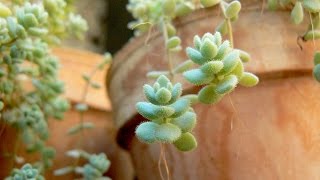 Crasas colgantes