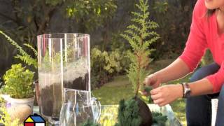 Â¿CoÌmo hacer kokedamas?