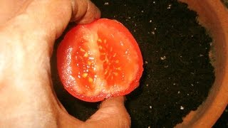 COMO GERMINAR Y SEMBRAR TOMATE EN CASA – UNA FORMA MUY FÃCIL