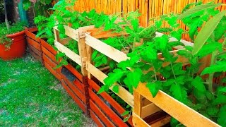 Mini Huerto en casa – Huerta organica Parte 2