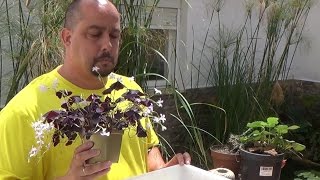 Kokedamas –  Qué son y cómo hacerlos