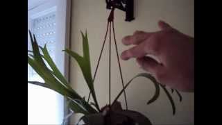 Diferentes formas de ubicar y decorar con plantas colgantes