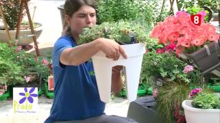 Plantas colgantes – Tu jardín a punto