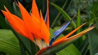 Cómo Elaborar Arreglos Florales Tradicionales – TvAgro por Juan Gonzalo Angel
