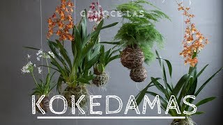 COMO CUIDAR UNA KOKEDAMA PARA QUE LUZCA VERDE SIEMPRE