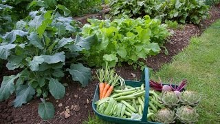 Características de una Huerta Orgánica Casera – TvAgro por Juan Gonzalo Angel