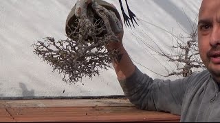 Cuando regar nuestro bonsai