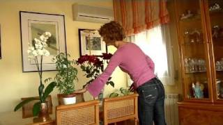 Cómo adornar tu casa con plantas