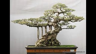 Como alambrar con alambre – Bonsai Open