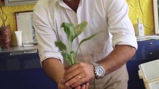 TUTORIAL: come fare un kokedama giapponese