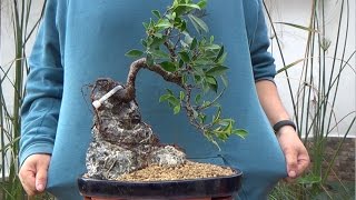 Cómo hacer bonsai con raíces sobre roca – La parte práctica