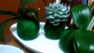 Kokedamas paso a paso