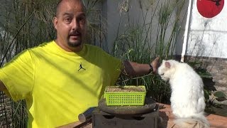 Cómo empezar un bonsai – primeros pasos