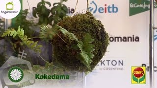 Jardín suspendido con bolas de musgo: kokedama