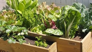 Huerto urbano ecológico en casa. Tutorial huerto 🌲ðŸŽ