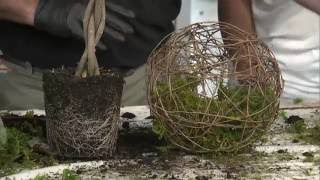 DIY kokedama planters
