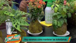 ¿Cómo cuidar adecuadamente de las ‘kokedamas’?