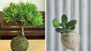 Nueva planta KOKEDAMA Ideas | Mejor Compilación KOKEDAMA #44 | Bola de musgo japonesa